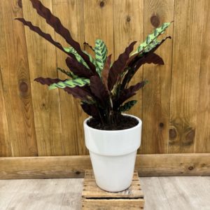 Calathea Lancifolia - Céramique Blanche (XL)