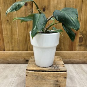 Philodendron White Princess - Céramique Blanche (L)