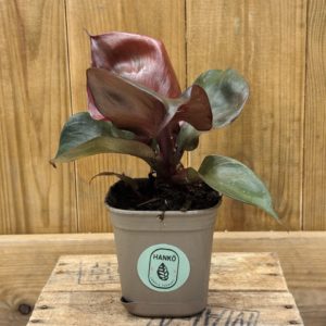 Philodendron Red Heart (S) 🇫🇷