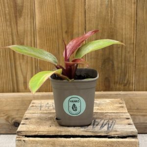 Philodendron Prince of Orange (S) 🇫🇷