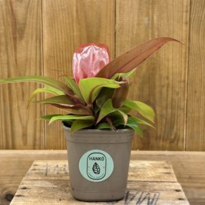 Philodendron Red Sun (S) 🇫🇷