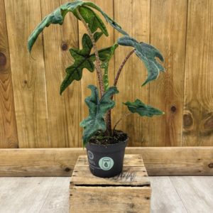 Alocasia Tandurusa "Jacklyn" (M)