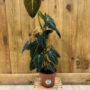 Philodendron Melanochrysum (L)