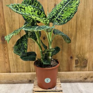 Dieffenbachia Reflector (L)