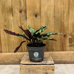 Calathea Lancifolia (M)