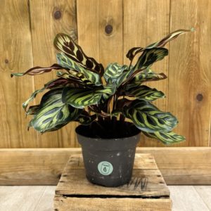 Calathea Makoyana (M)