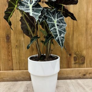 Alocasia Polly - Céramique Blanche (XXL)