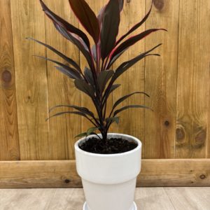 Cordyline Red Edge - Céramique Blanche (L)