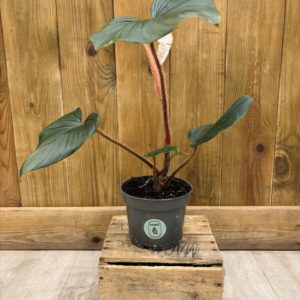 Philodendron Squamiferum x Serpens (M)