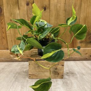 Philodendron Scandens Brazil (M)