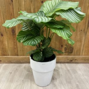 Calathea Orbifolia - Céramique Blanche (XXL)