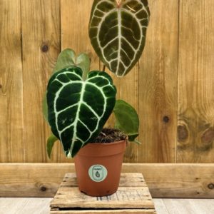 Anthurium Red Crystallinum x Magnificum (M)