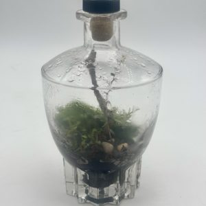 Terrarium Cognac