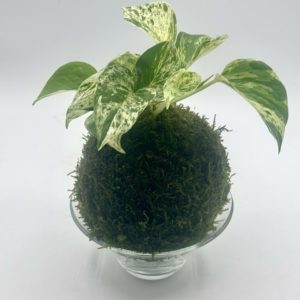 Kokedama Snow Queen