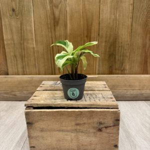 Calathea Yellow Fusion (Baby)