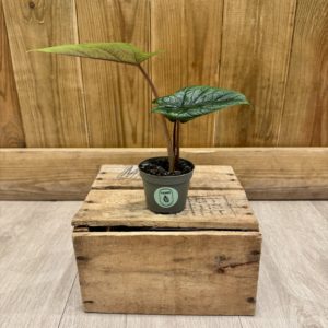 Alocasia Scalprum (Baby)