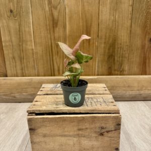 Syngonium Pink Neon (Baby)