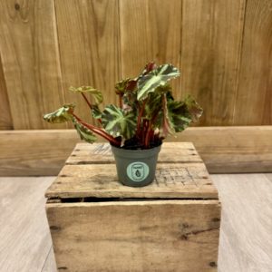 Begonia Cleopatrae (Baby)