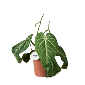 Anthurium Villenaorum (XL) - Précommande