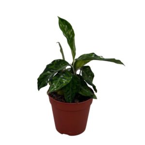 Aglaonema Pictum Tricolor (M) - Précommande