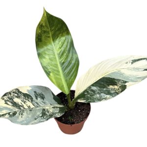 Dieffenbachia Big Ben (L) - Précommande
