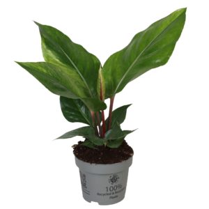 Anthurium Renaissance Variegata (M) - Précommande