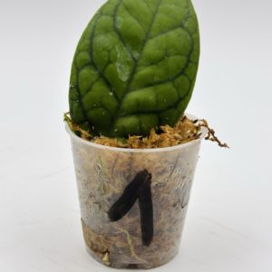 Hoya Callistophylla (Bouture 1)