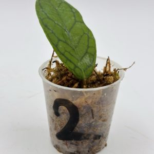 Hoya Callistophylla (Bouture 2)