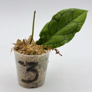 Hoya Callistophylla (Bouture 3)