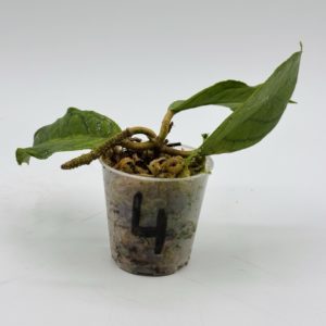 Hoya Callistophylla (Bouture 4)