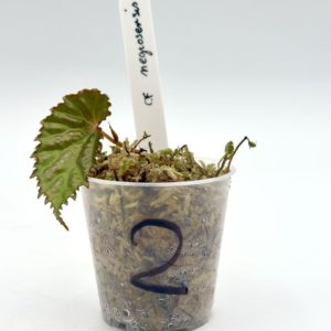 Begonia Cf Negrosensis 2