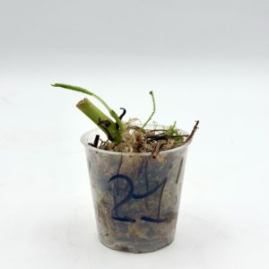 Monstera Adansonii Variegata (Bouture 21)