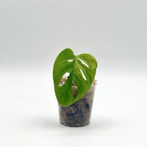 Monstera Adansonii Variegata Aurea (Bouture 3)