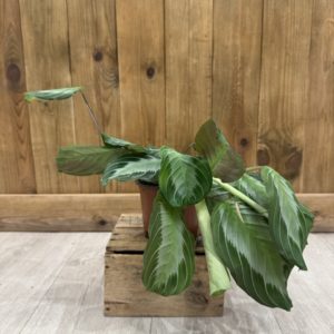 Maranta Exclusive Grey / Silver Band (M)