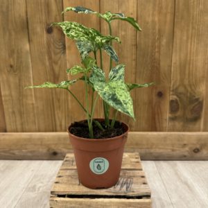 Syngonium Podophyllum Mottled "Mojito" (M)