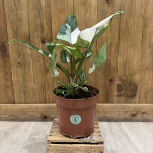 Philodendron White Princess (L)