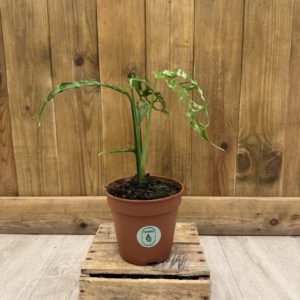 Monstera Obliqua Peru (L)