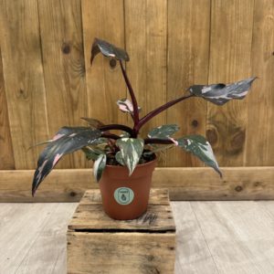 Philodendron Pink Princess Marble (M)