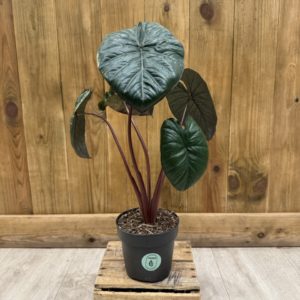 Alocasia Chocolate Green (M)