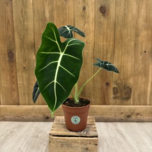 Alocasia Micholitziana "Frydek" (M)