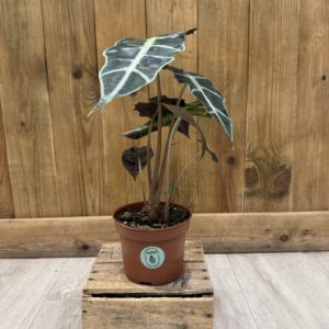 Alocasia Polly (M)