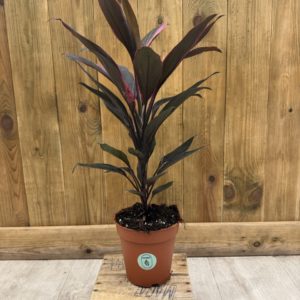 Cordyline Red Edge (M)