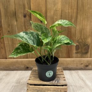 Epipremnum "Pothos" Marble Queen (M)