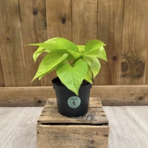 Epipremnum "Pothos" Neon (M)