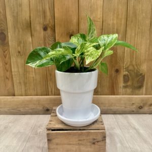 Epipremnum “Pothos” Marble Queen - Céramique Blanche (L)