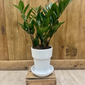 Zamioculcas Zamiifolia - Céramique Blanche (L)
