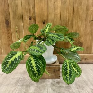 Maranta Leuconeura "Lemon Lime" - Céramique Blanche (L)