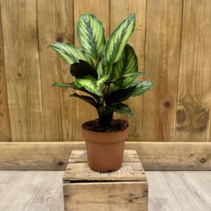 Calathea Beautystar (M)