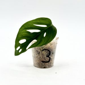 Monstera Adansonii Variegata “Japanese Tricolor” (Bouture 3)