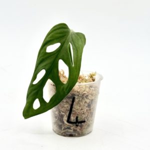 Monstera Adansonii Variegata “Japanese Tricolor” (Bouture 4)